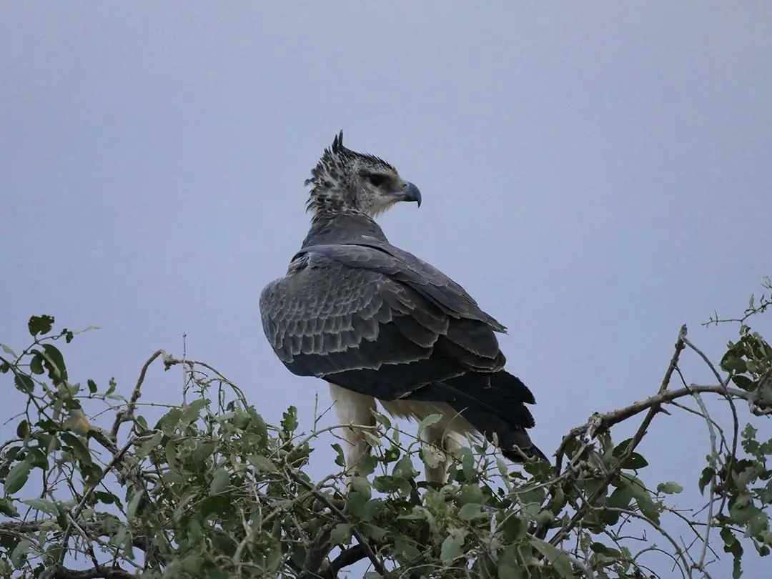 martial eagle large